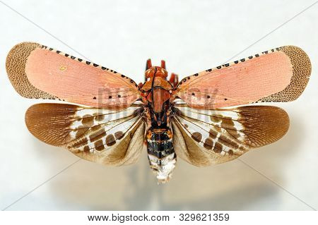 Lantern Bug (kalidasa Nigromaculata). Kalidasa Is A Genus Of Bugs In The Tribe Aphaenini Of The Fami
