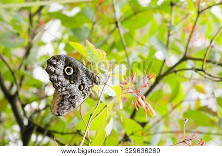 Owl Butterfly (caligo), Peculiar Tropical Insect With Delicate Mimetic Patterns