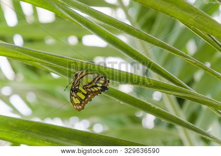 Malachite Butterfly (siproeta Stelenes) With Green Leaves