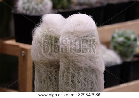 Close Up Of Espostoa Cactus In A Flower Pot At The Flower Market