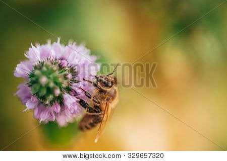 Bee Licking Nectar, The Drink Of The Gods, From A Mint Flower In Late Summer, While The Sun Is Risin