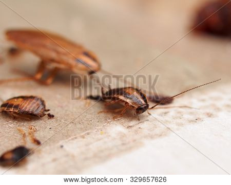 A Cockroach Stuck To Sticky Paper. Home Of The Harmful Insect.