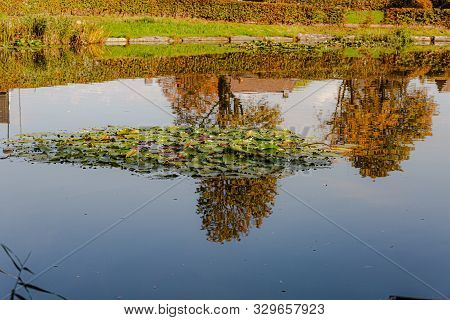 Pond With Water Lilies, Trees Reflecting On The Surface Of The Water, Surrounded By Bushes And Grass