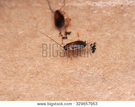 A Cockroach Stuck To Sticky Paper. Home Of The Harmful Insect.