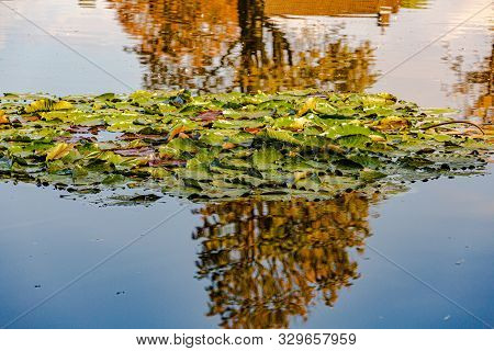 Pond With Water Lilies, A Tree That Are Reflected On The Surface Of The Water, Autumn Day In Schinne