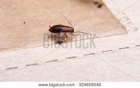 A Cockroach Stuck To Sticky Paper. Home Of The Harmful Insect.