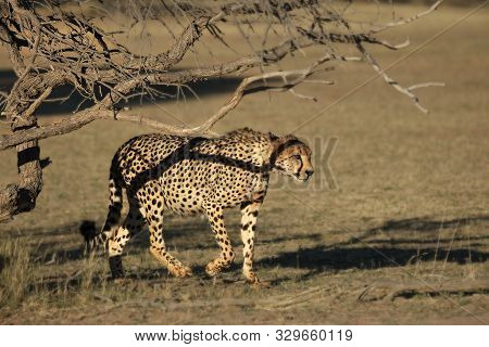 The Cheetah (acinonyx Jubatus) Male Walking Across The Sand Way In Kalahari Desert In The Evening Su