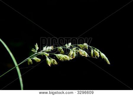 Herbe de floraison en pleine lumière