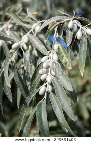 Closeup Of Elaeagnus Angustifolia Branch (commonly Called Russian Olive, Silver Berry, Oleaster, Per