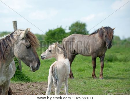 Cavalli konik nella natura in primavera