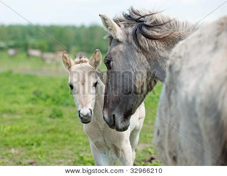 Cavalli konik nella natura in primavera
