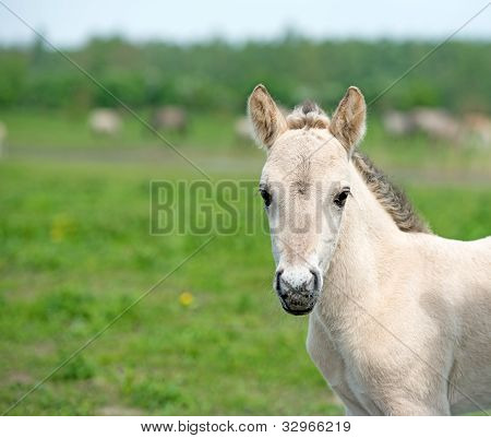 Cavalli konik selvatici in natura in primavera