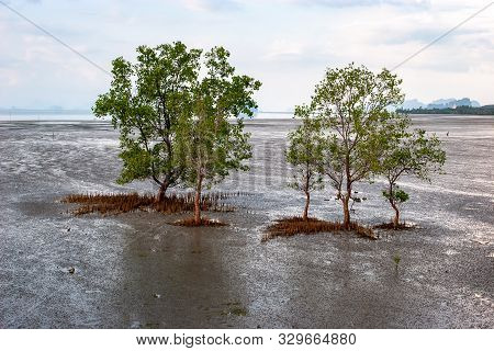 Low Asian Trees At Low Tide Of The Sea With Grass Under Them. Water Is Far Away. A Lot Of Mud And Si