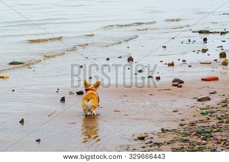 Corgi Dog Walks Along The Seashore. Back View, Soft Focus