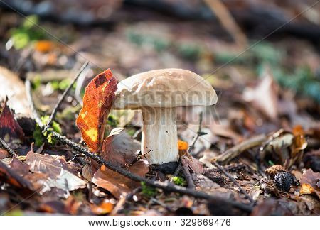 Porcini Mushrooms. The King Bolete. Edible Mushrooms In The Forest.