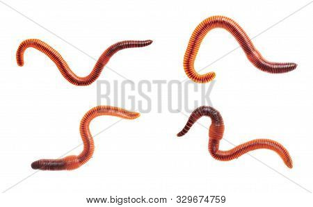 Macro Shots Of Red Worm Dendrobena, Earthworm Live Bait For Fishing Isolated On White Background.