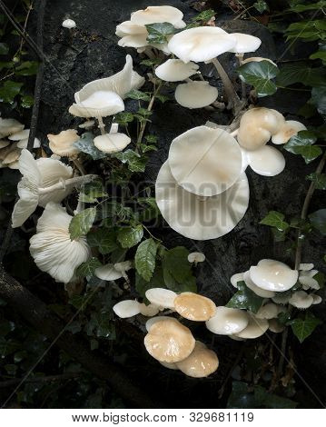 Cluster Of White Porcelain Fungus Mushrooms On A Dark Tree Trunk With Ivy Leaves