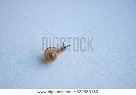 Garden Snail Isolated On White. Reeping Grape Snail Isolated On A White Background