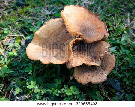 Beautiful closeup of forest mushrooms. Lactarius deterrimus