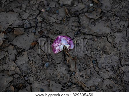A Dead Red Rose Laying On Barren Cracked Soil To Illustrate The Concepts Of A Drought Due To Climate