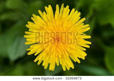 Gul mælkebøtte blomst