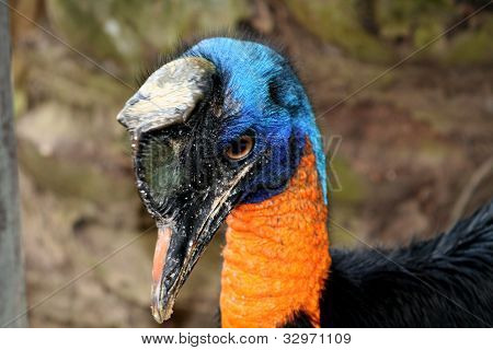 Egy indiai cassowary