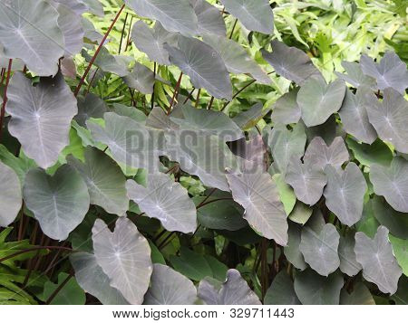 Tropical Green Xanthosoma Plants For Decorating A Garden