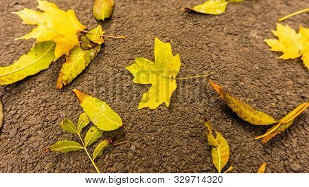 Fallen Leaves In The Park In Early October