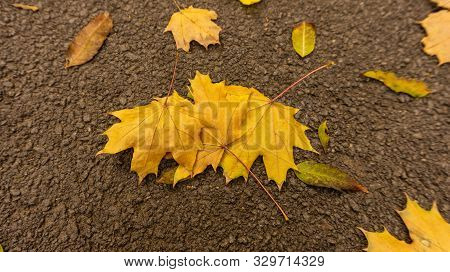Fallen Leaves In The Park In Early October