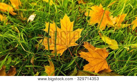 Fallen Leaves In The Park In Early October