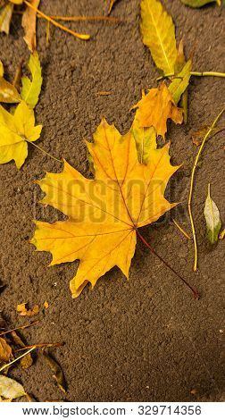 Fallen Leaves In The Park In Early October