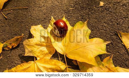 Fallen Leaves In The Park In Early October