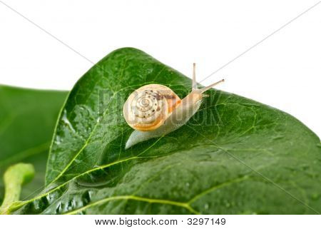 Caracol