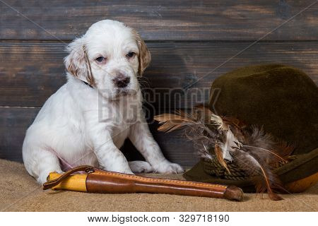 Small English Setter Puppy Dog With Knife And Duck