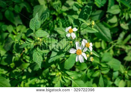 Close Up Wild White Flowers In The Field
