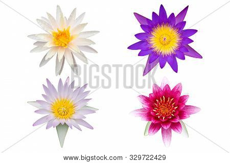 Variety of lotus or waterlily collection isolated on white background, Lotus flower set on white bac