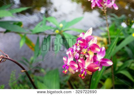 Close Up Purple Yellow Spathoglottis Orchid Flowers, Bouquet Of Purple Orchid Flowers In Garden