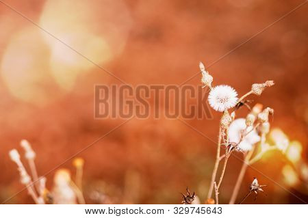 Single Wild Wildflower, Beautiful Old White Flower In The Field, Vintage Tone Of Flower With Copy Sp