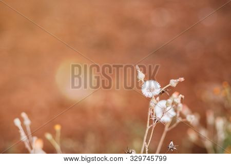 Single Wild Wildflower, Beautiful Old White Flower In The Field, Vintage Tone Of Flower With Copy Sp