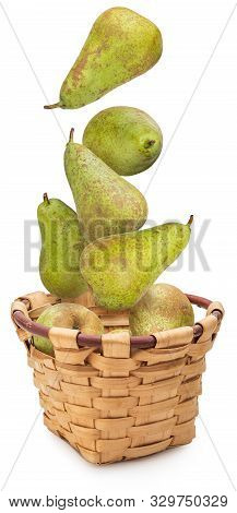 Fresh And Raw Green Pears Fresh From The Tree (variety Conference, Pyrus Communis Conference) Dynami