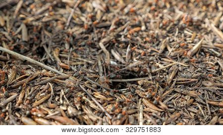 Red Wood Ants Moving On The Nest. Anthill With Red Wood Ants In Spring Close Up