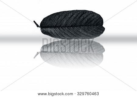 Single Leaf Of Guava Fruit Plant Also Known As Amrut, Amrod, Jamrukh, Naaka, Etc Isolated With A Ref