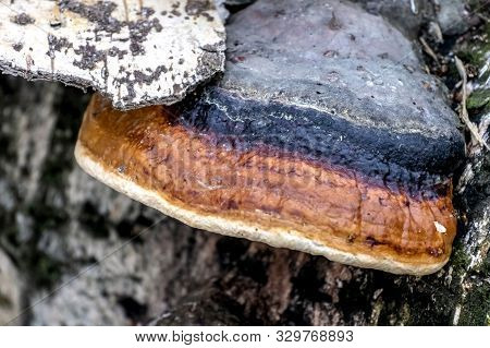 Mushroom Tinder With The Latin Name Fomitopsis Pinicola In The Autumn Forest In The Southern Urals