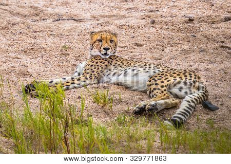 Cheetah (acinonyx Jubatus)  Juvenile Animal Resting In Sandy River Bed In Kruger National Park, Sout