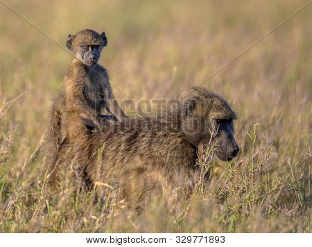Chacma Baboon (papio Ursinus) Mother With Young Child Riding On Back In Kruger National Park South A