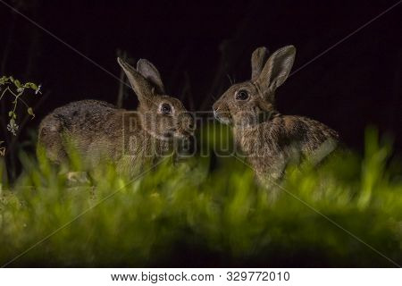Two European Rabbits (oryctolagus Cuniculus) Foraging In The Dark At Night