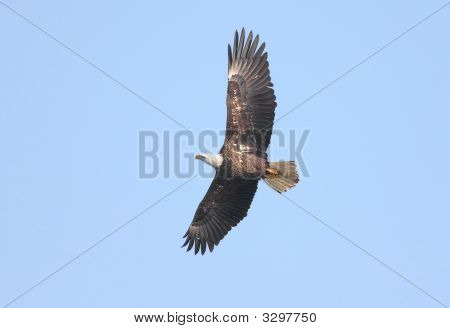 Dospělý orel bělohlavý