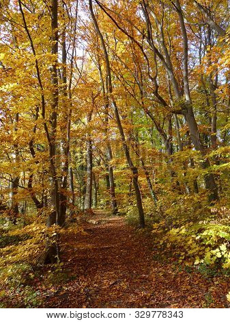 Buntes Herbstlaub Auf Waldweg Im Goldenen Oktober