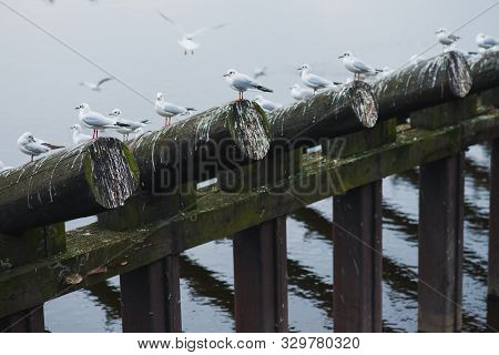 River Dam On The Vltava River In Prague From Wooden Logs. Many Gulls Are Sitting On The Wooden Parts