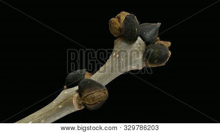 Branch With Buds Of An Ash Tree (fraxinus Excelsior)(esche)